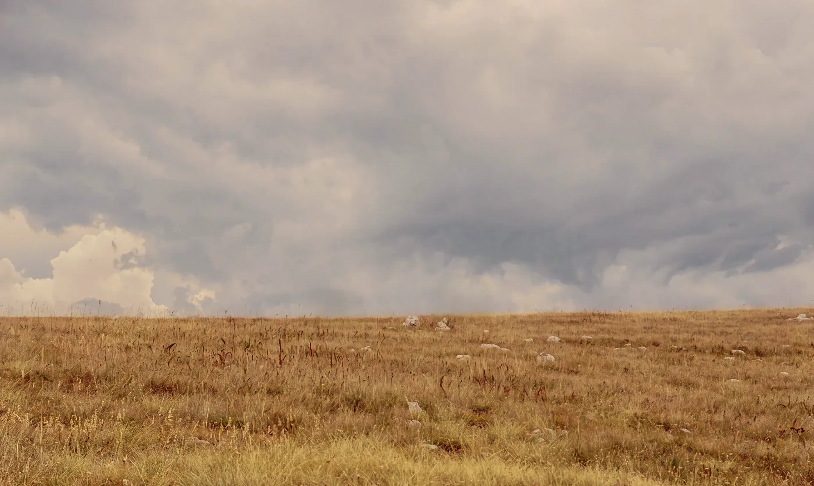 An adult horse and a foal alone on the edge of a golden plateau under a vast grey storm sky.