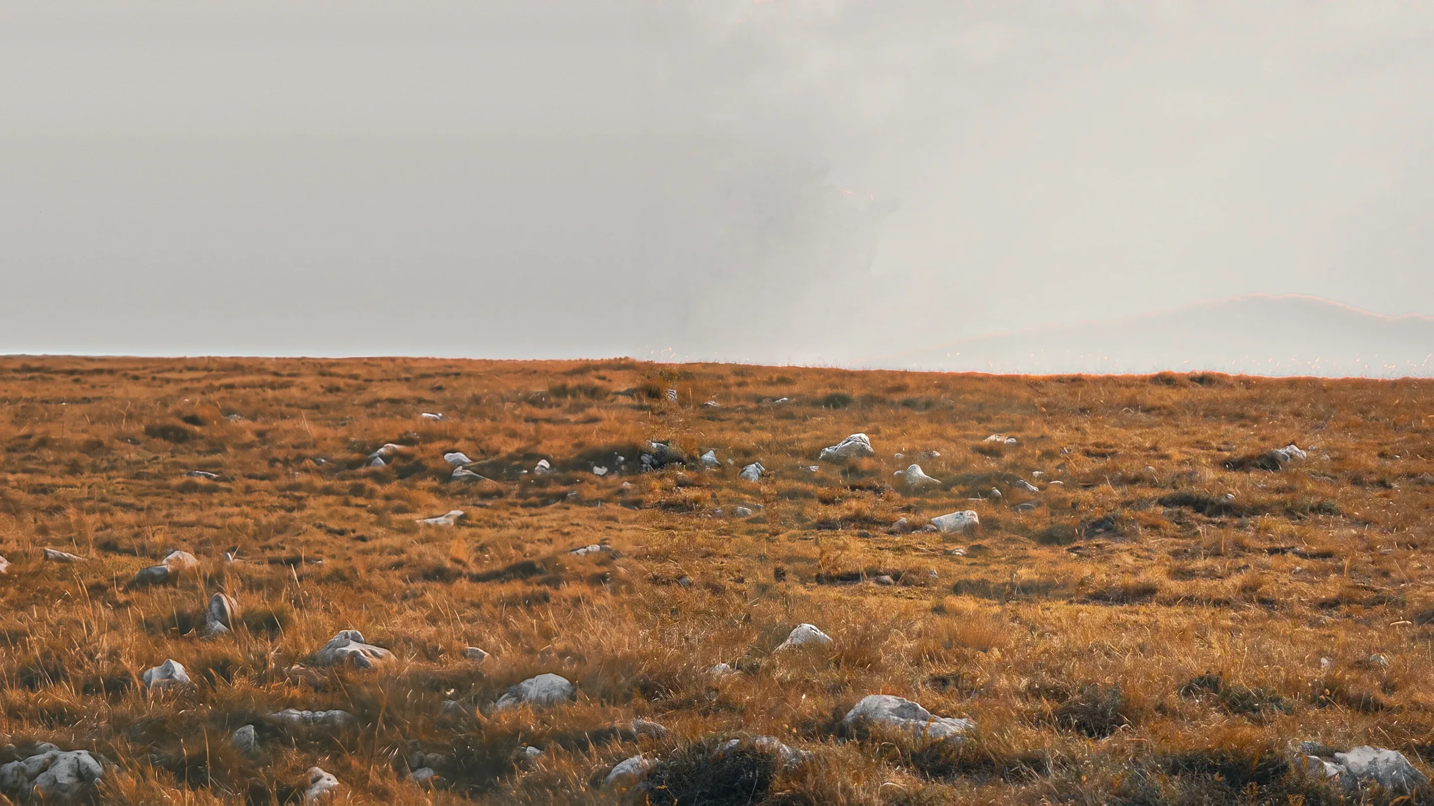 A lone dapple grey horse on orange grass, looking back over its shoulder.