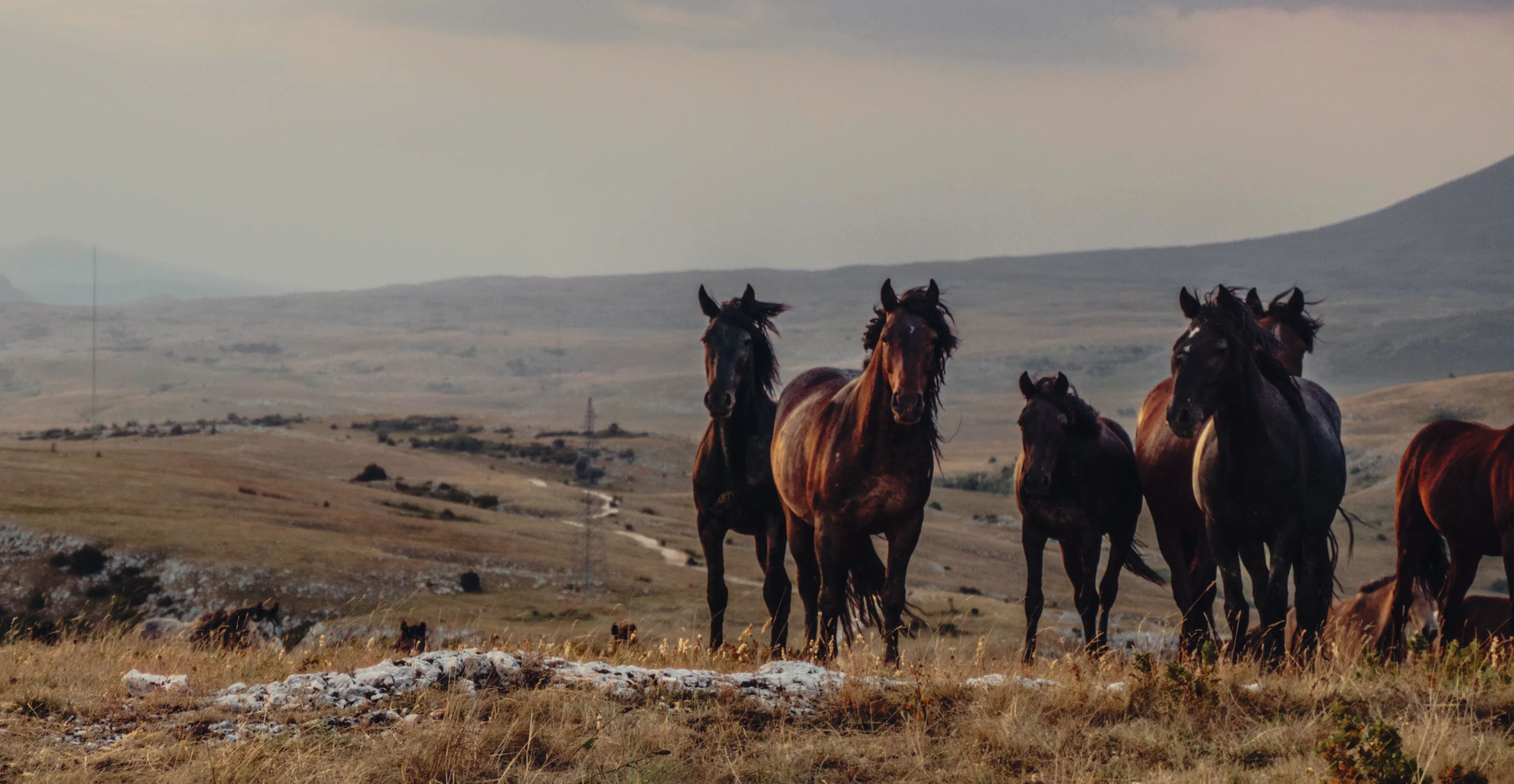 Five dark horses walk toward the camera at dusk on the Kruzi plateau, two of them looking into the lens.