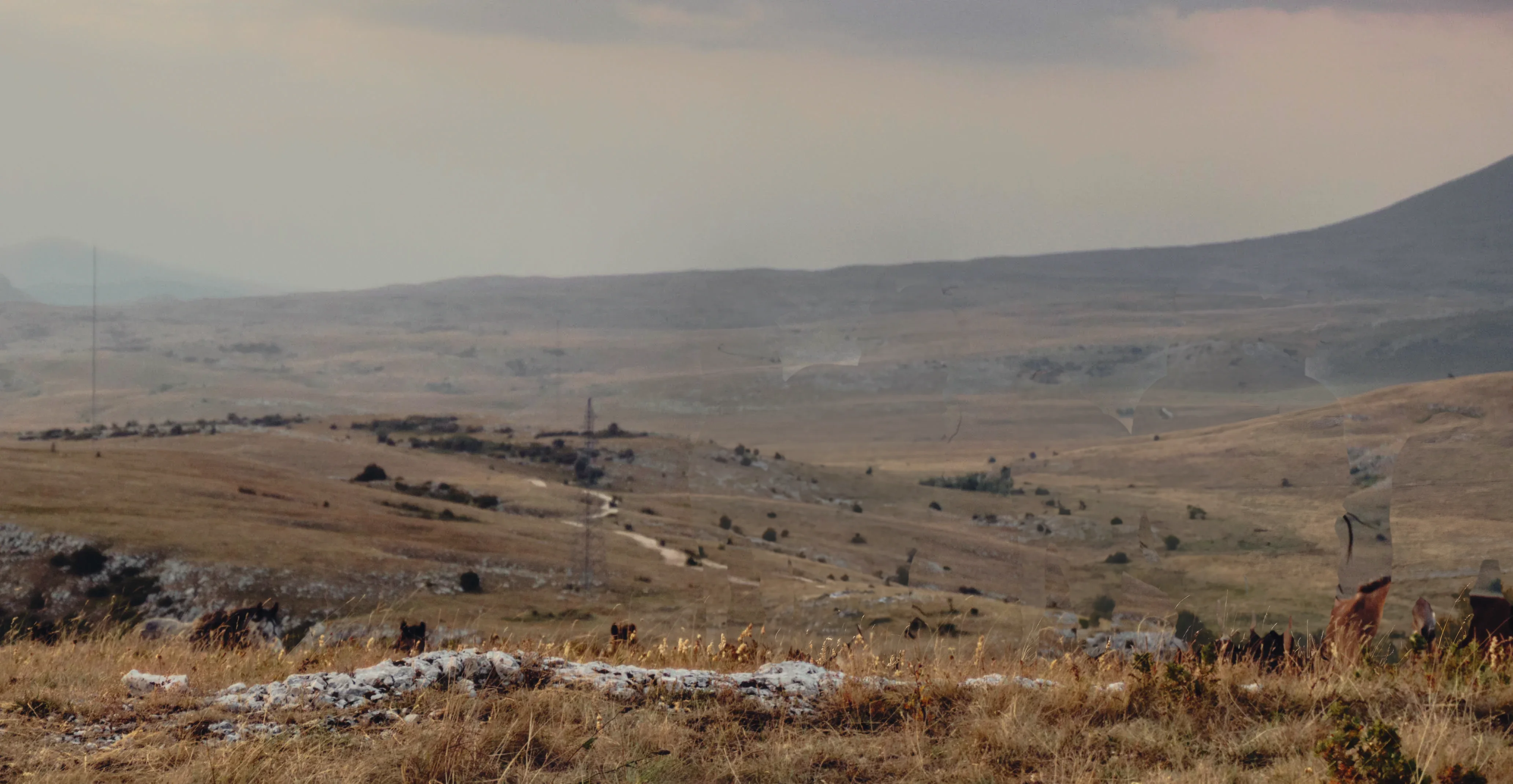 Five dark horses walk toward the camera at dusk on the Kruzi plateau, two of them looking into the lens.