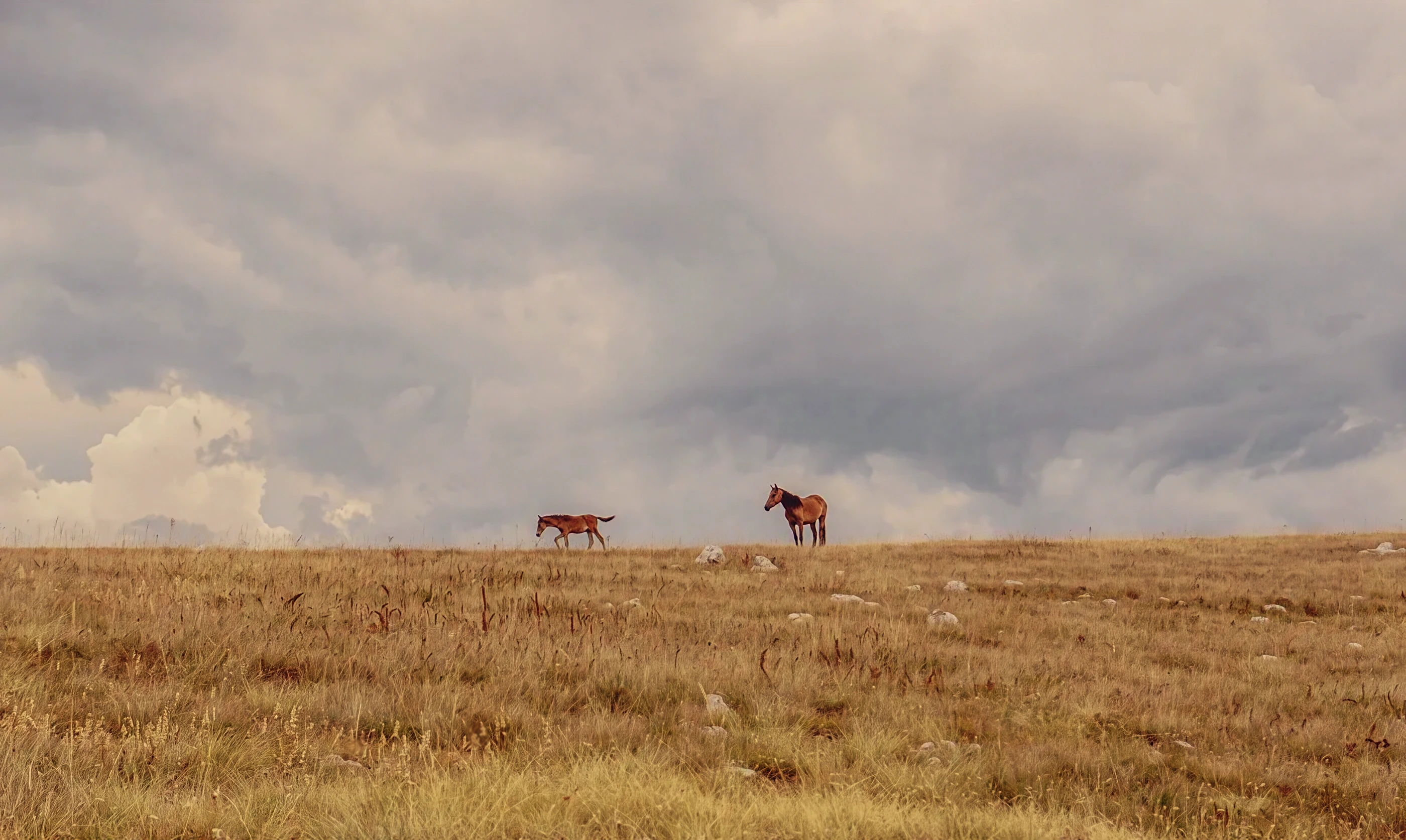 An adult horse and a foal alone on the edge of a golden plateau under a vast grey storm sky.
