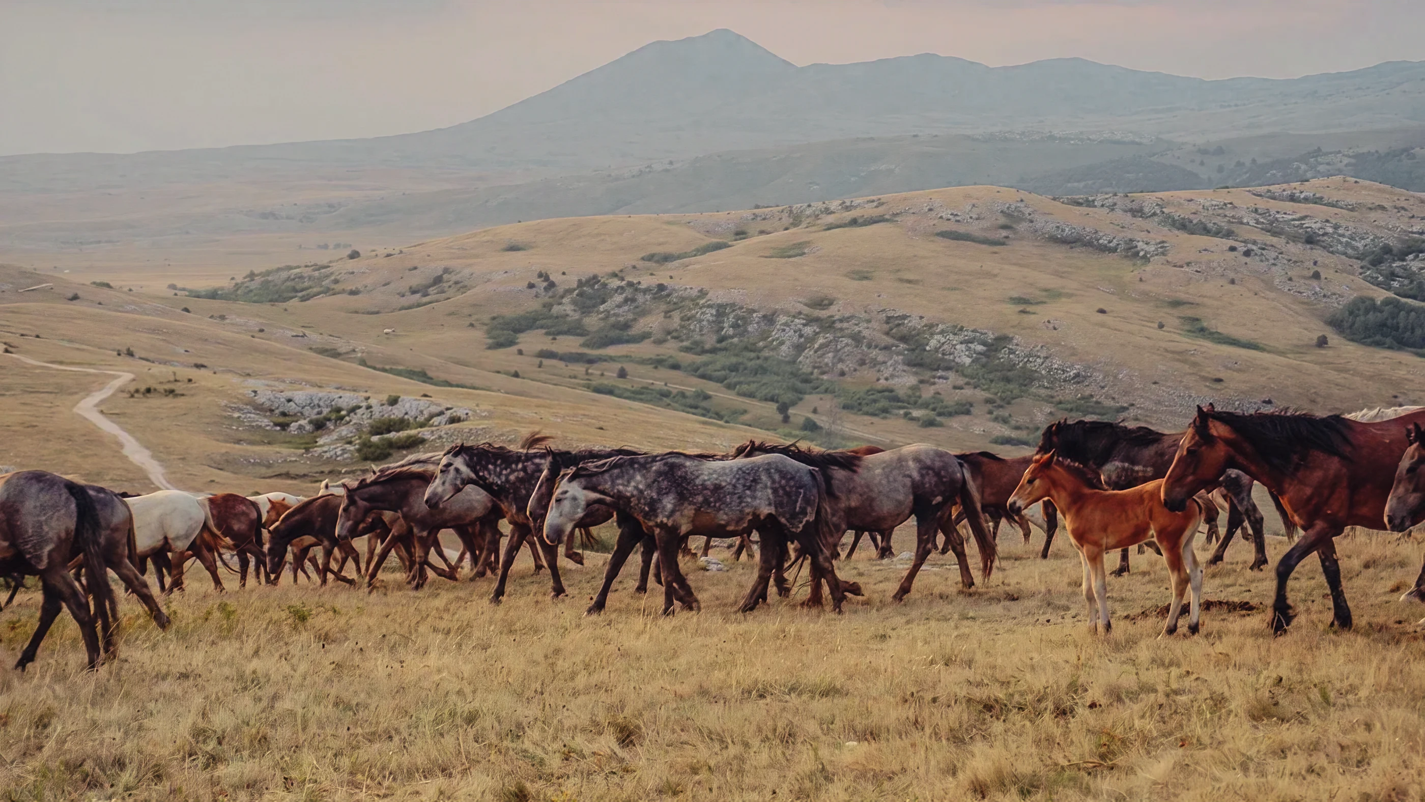 A mixed herd crossing golden hills, a chestnut foal walking in the middle.