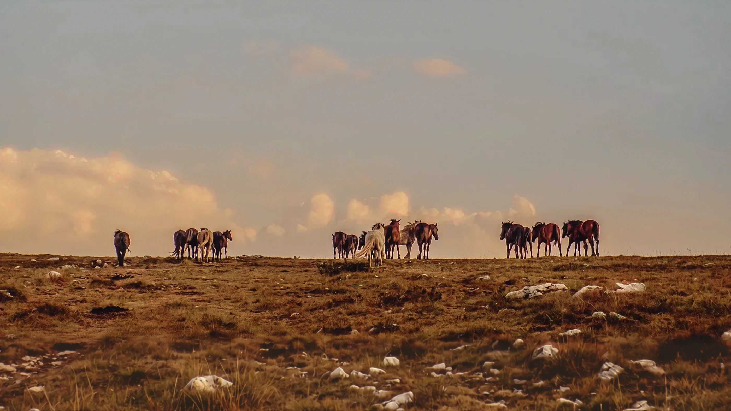 A line of about twenty horses walking along the far horizon under a pale evening sky.