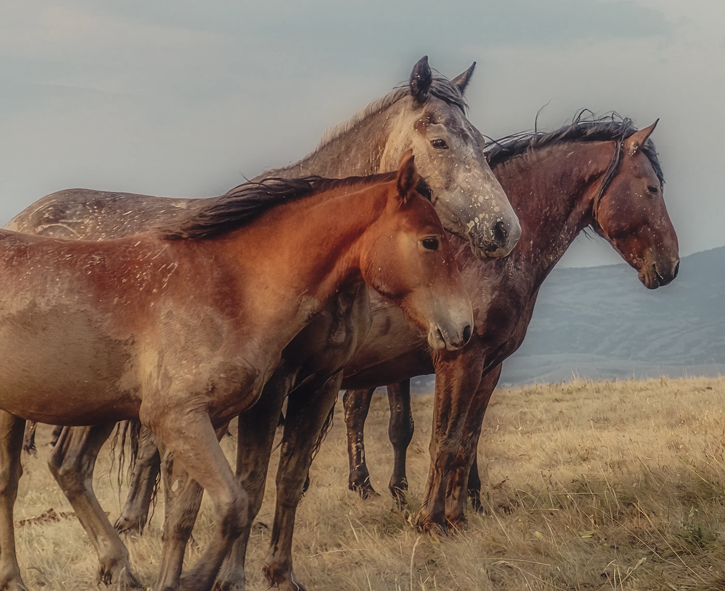 Three mud-streaked horses pressed together, a grey resting its head over a young chestnut.