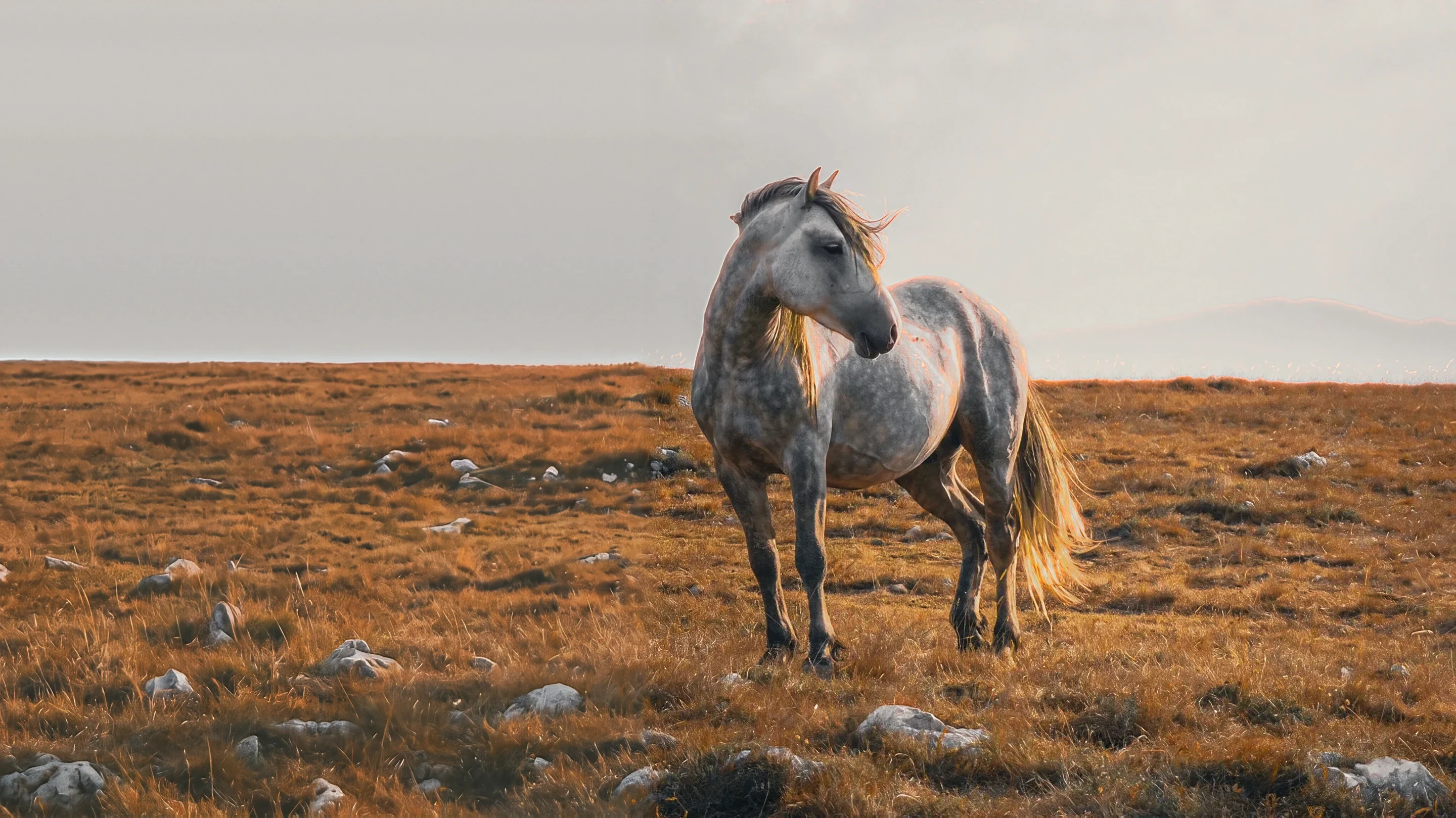 A lone dapple grey horse on orange grass, looking back over its shoulder.