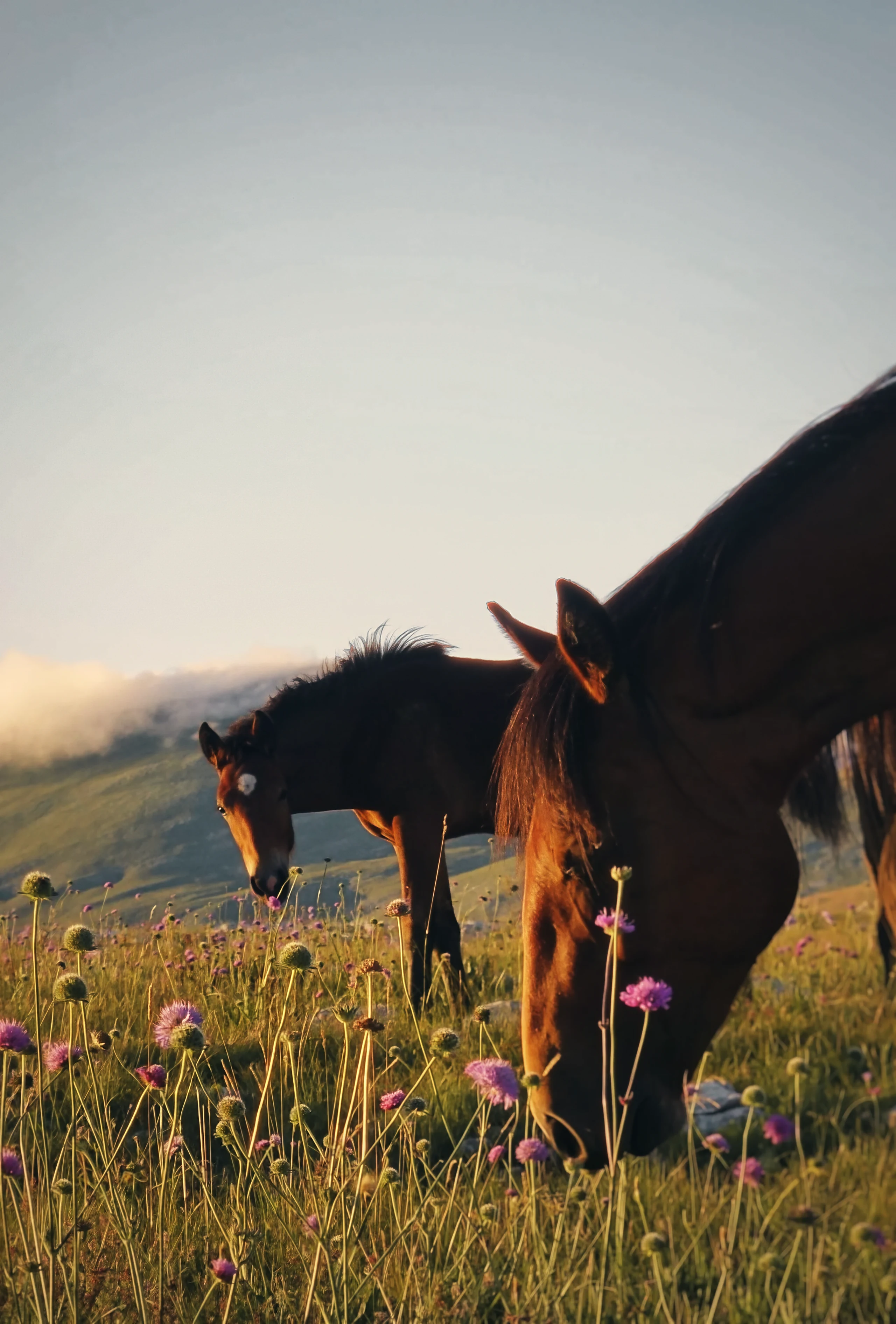 A foal with a white star looks into the camera from pink wildflowers while a bay grazes in front of it.